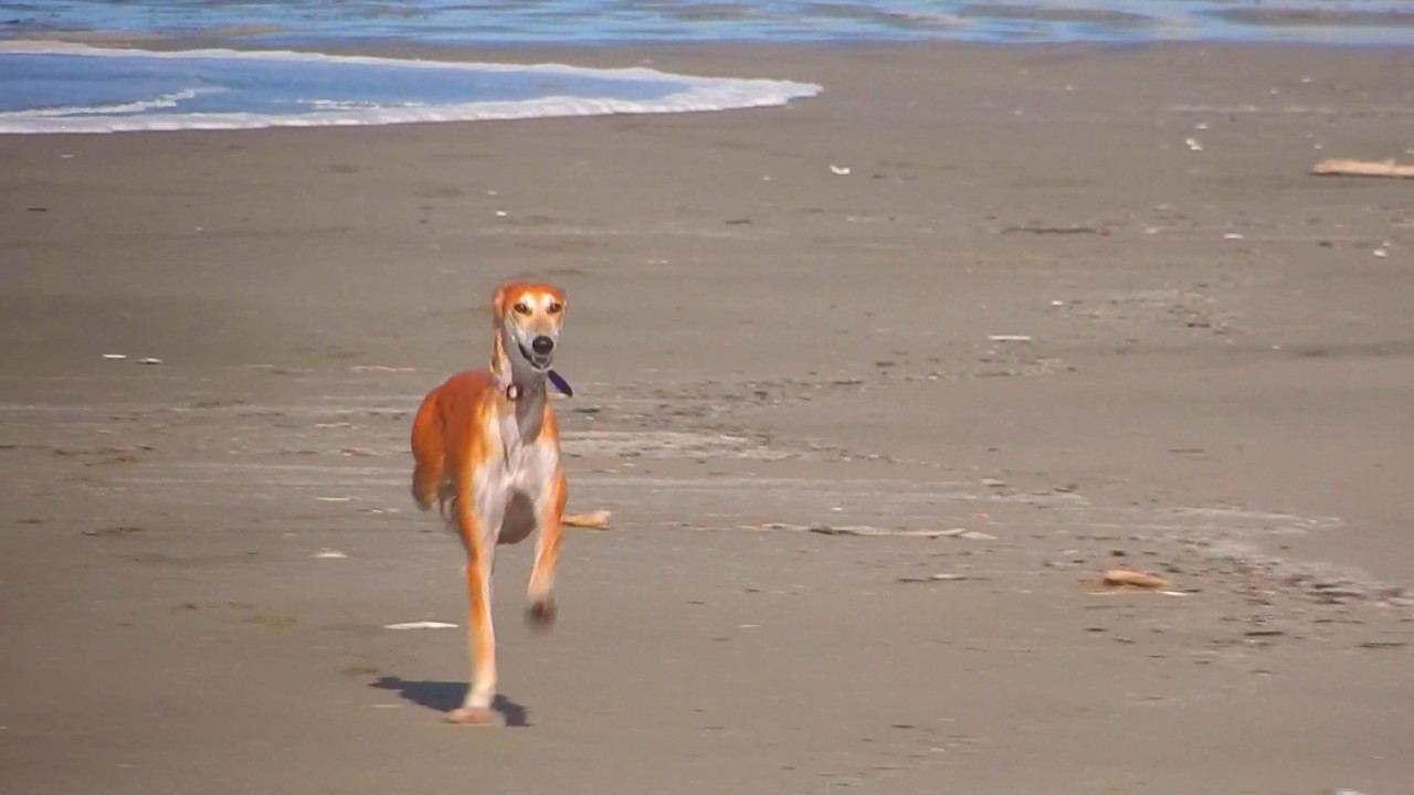 The Ancient Saluki