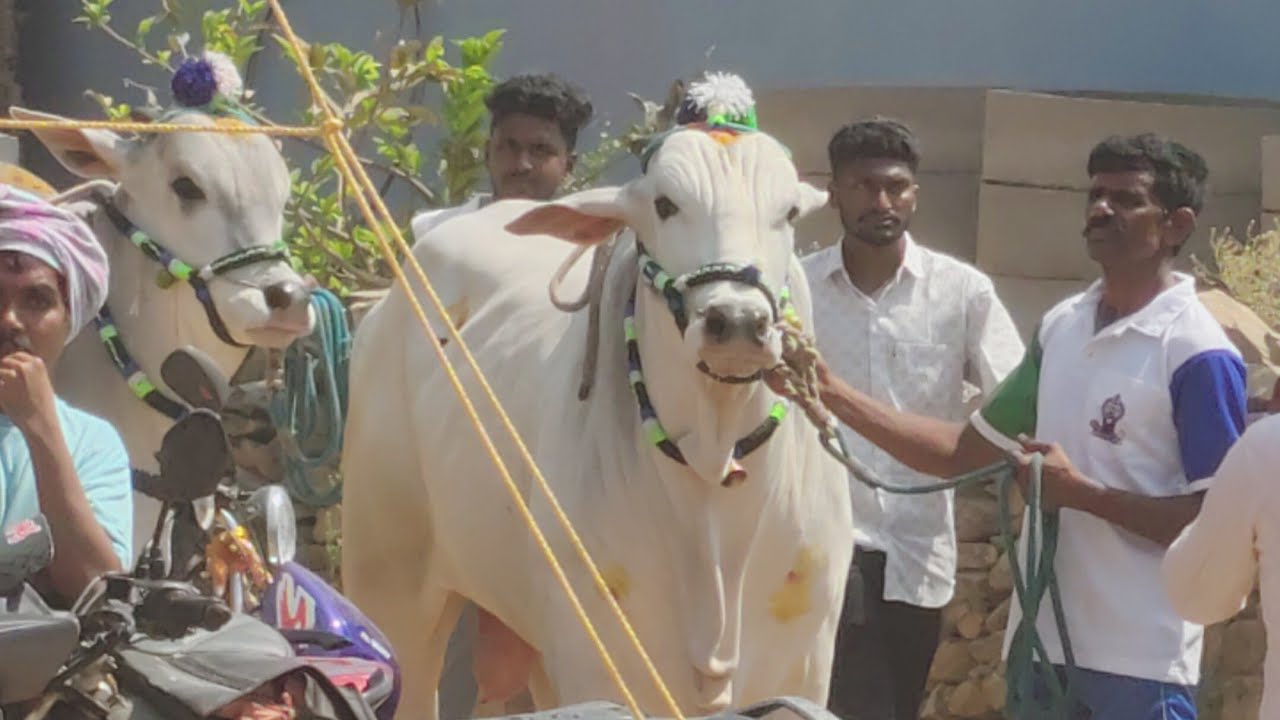 ముళ్లపాడు గ్రామం రెండు పళ్ళు విభాగం 9 వ జత