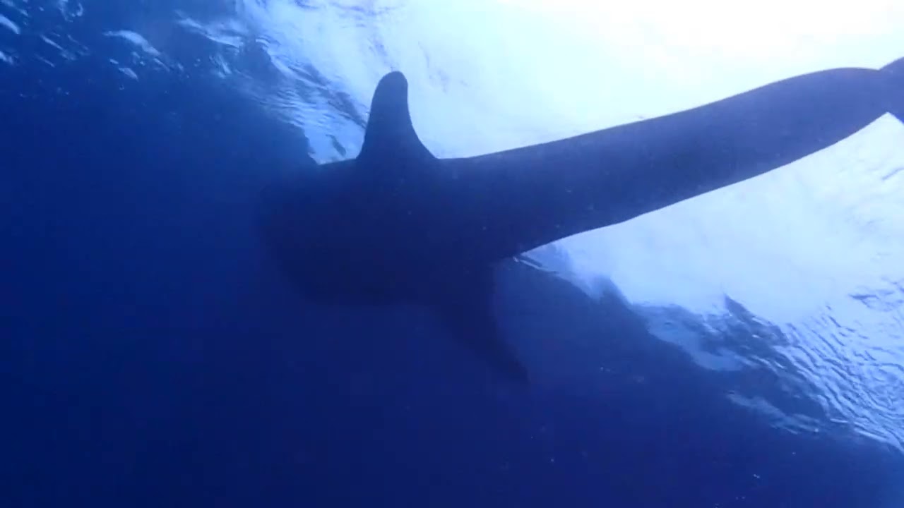 I was so lucky to have experience making a video of a whale shark @FukuiPointBunakenIslandIndonesia.