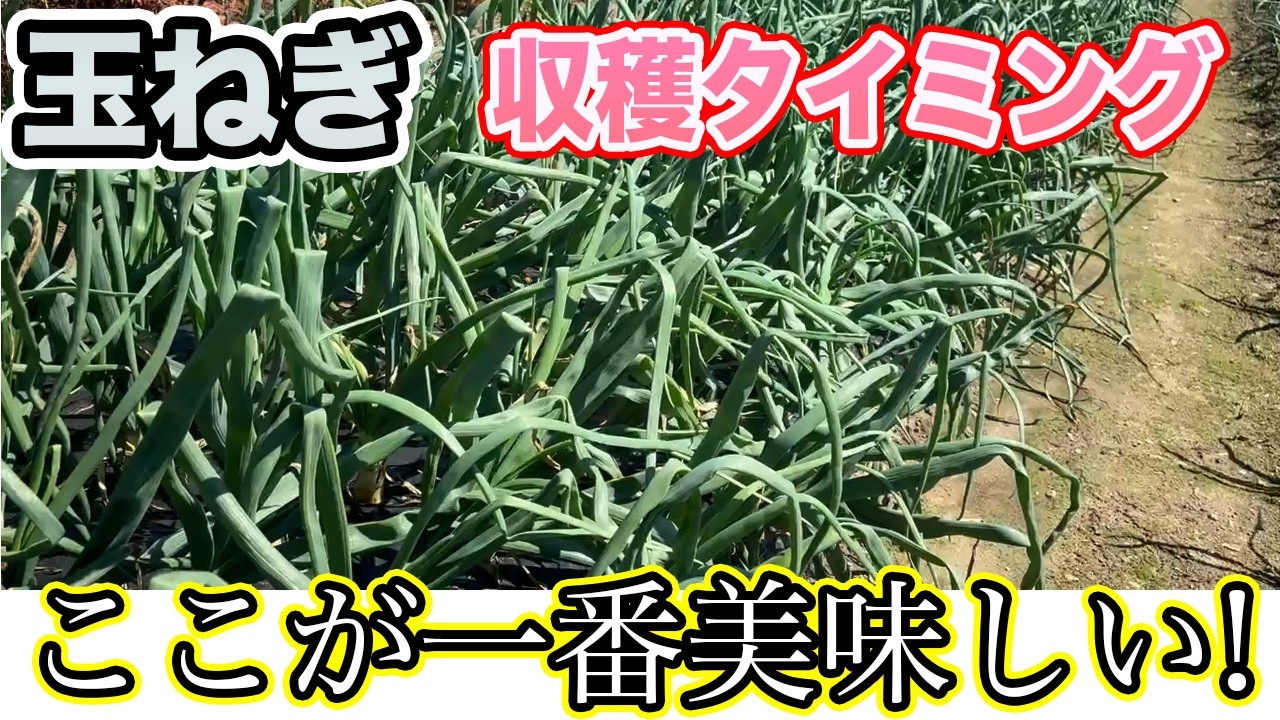 【玉ねぎ】一番おいしい収穫タイミングとは