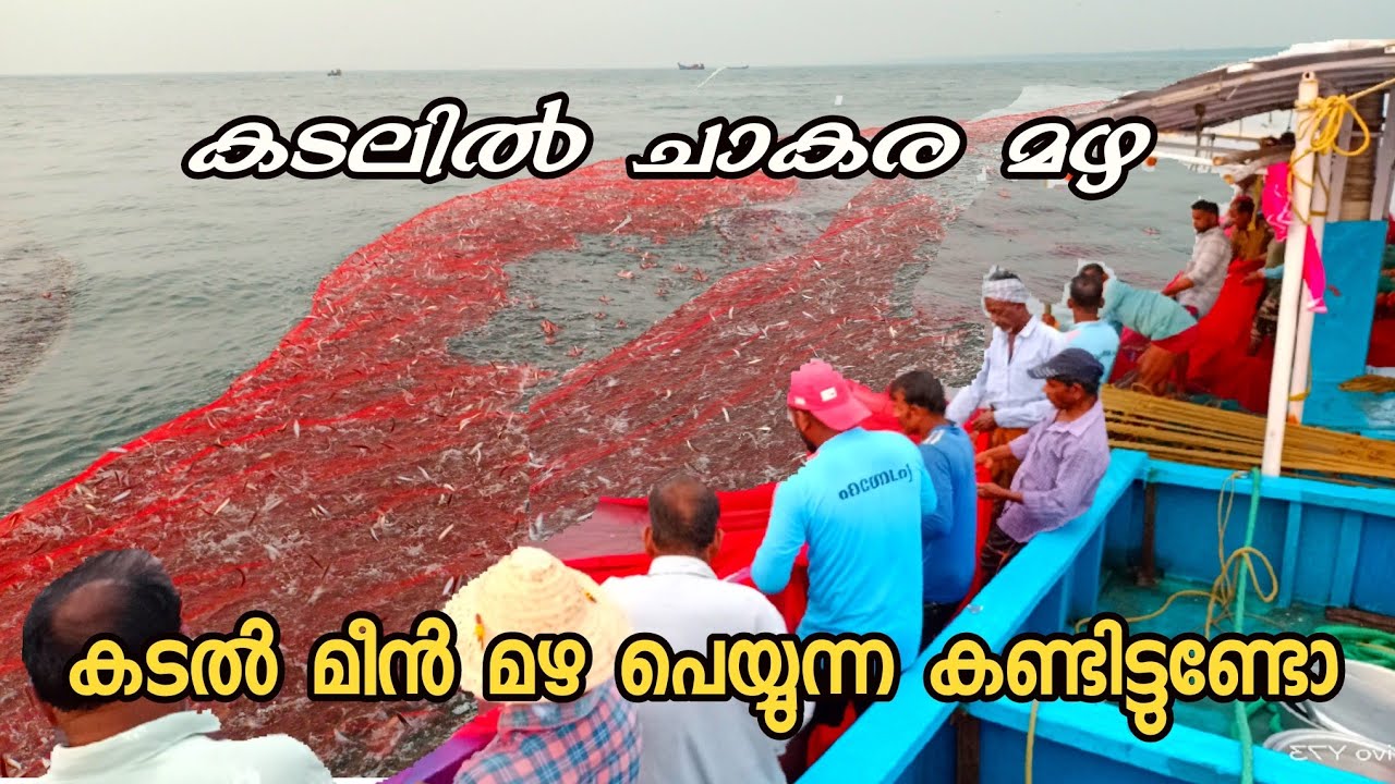 കടലിലെ മീൻ മഴ കണ്ടിട്ടുണ്ടോ?It rained fish in the sea😳വള്ളം നിറച്ചും മീൻ കേറിയപ്പോൾ😳