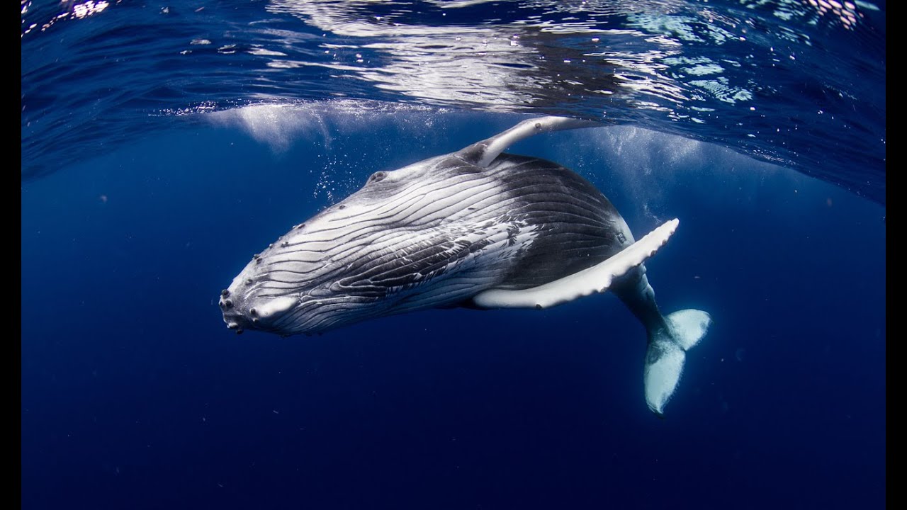 Wild Italy - I giganti del Mediterraneo [Documentario]