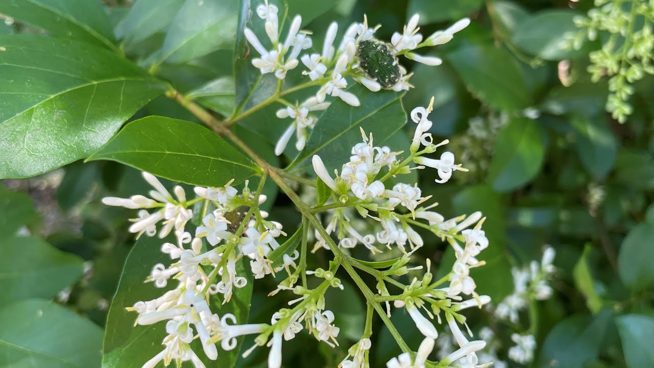 【植物観察】筑波実験植物園　初夏の樹木の花