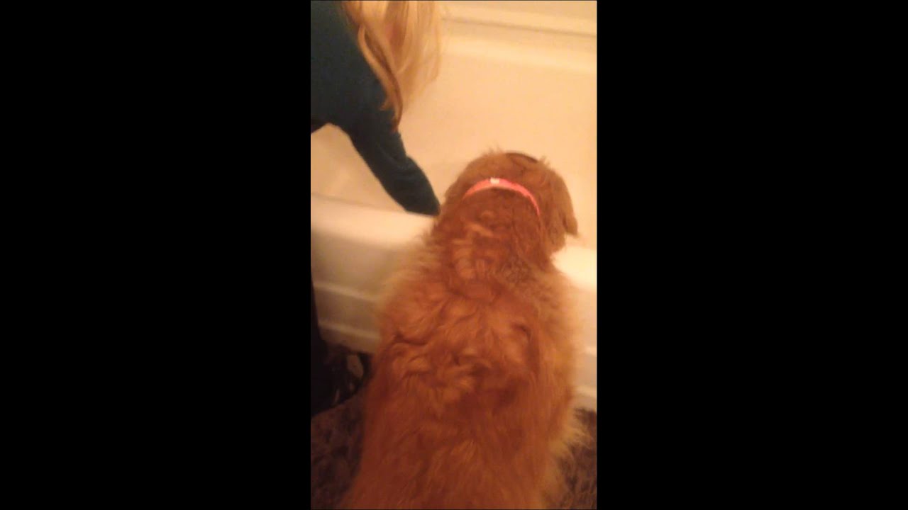 Golden Retriever doesn't want a bath