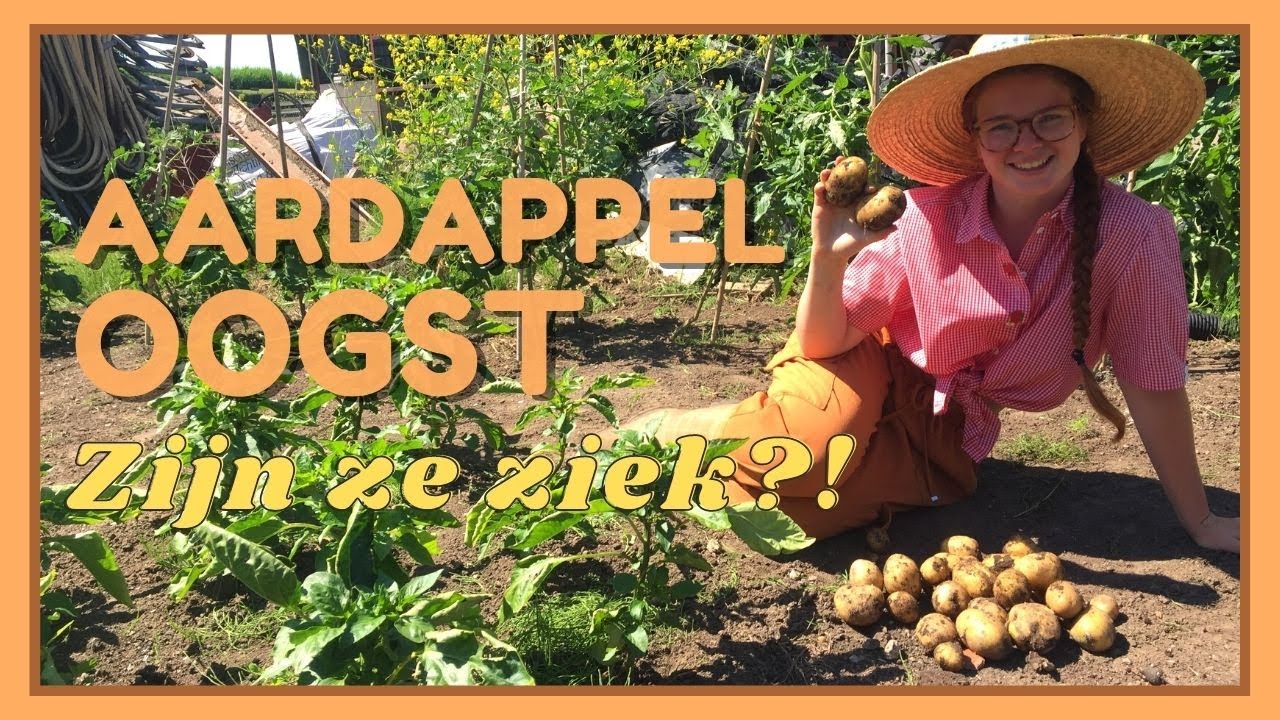 UPDATE Aardappels | Zijn ze ziek?! | AARDAPPELS OOGSTEN #moestuin