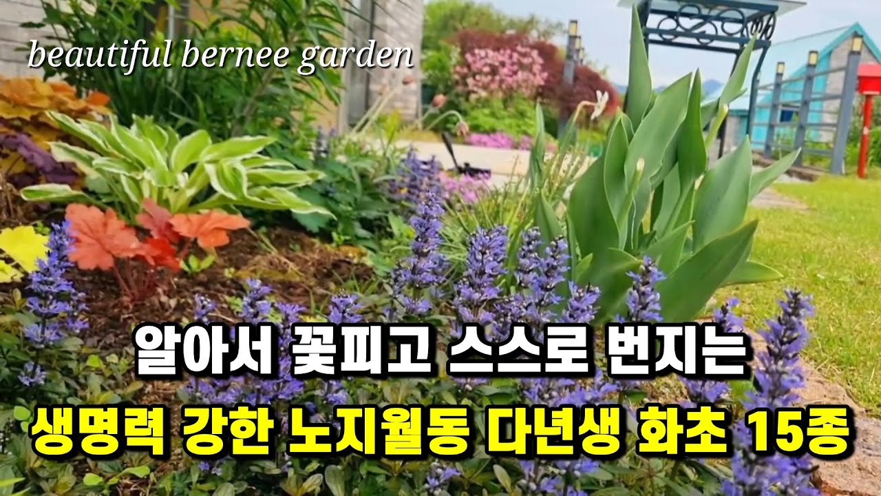알아서 꽃피고 스스로 번지는 생명력 강한 노지월동 다년생 화초 15종