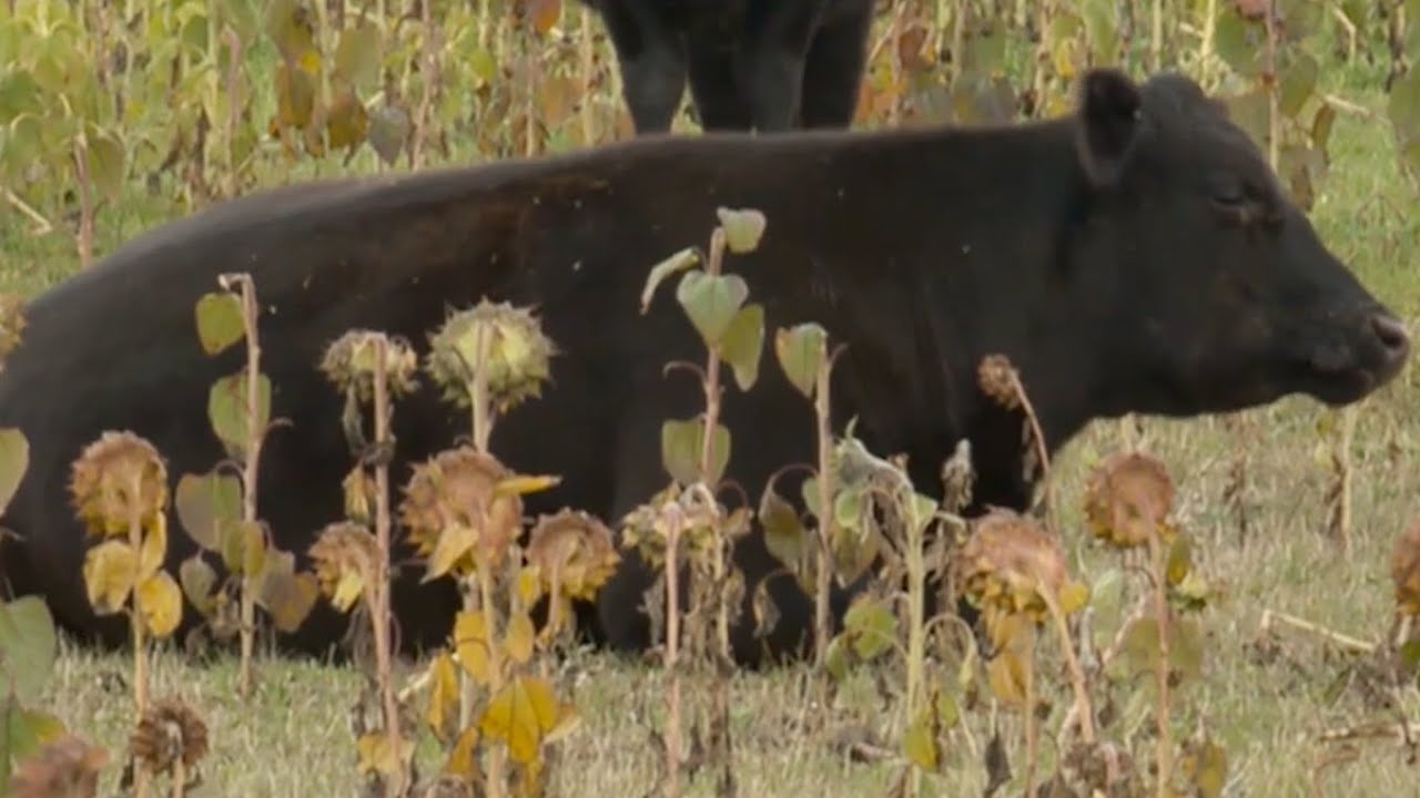 FOX 13 Investigates: How a Utah worker became an FBI informant against a beef exporter