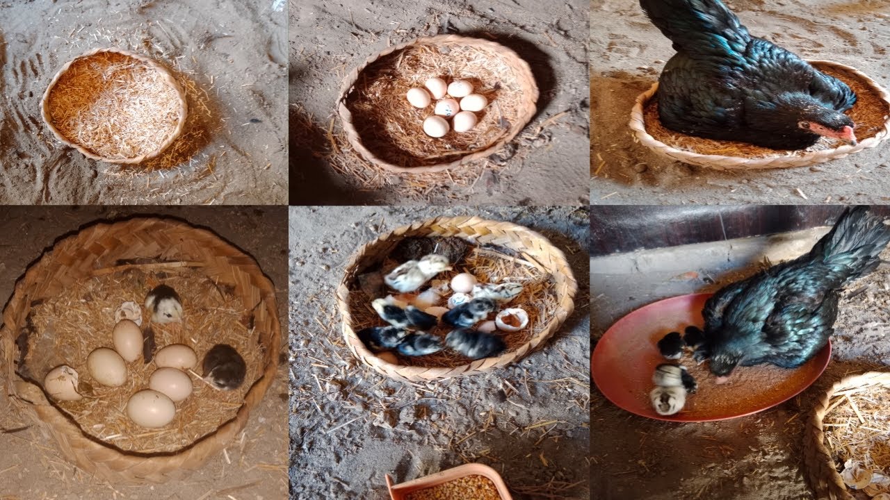 Mainwali Hen Hatched 6 Chicks from 7 Eggs Naturally 🐣 | Desi Hen Hatching at Home