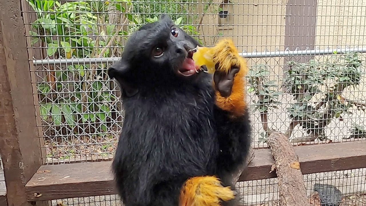 Golden-handed tamarin
