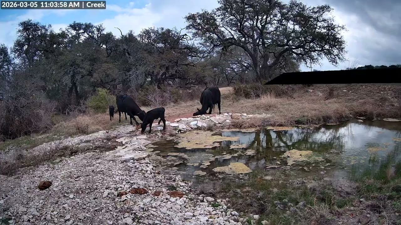 New Calves and Cows down at the creek (Too Cute!!!)