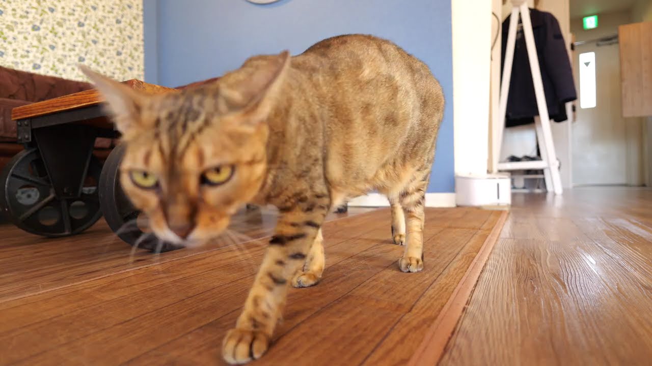 香箱座りで落ち着いていたリリが立ち上がったよ