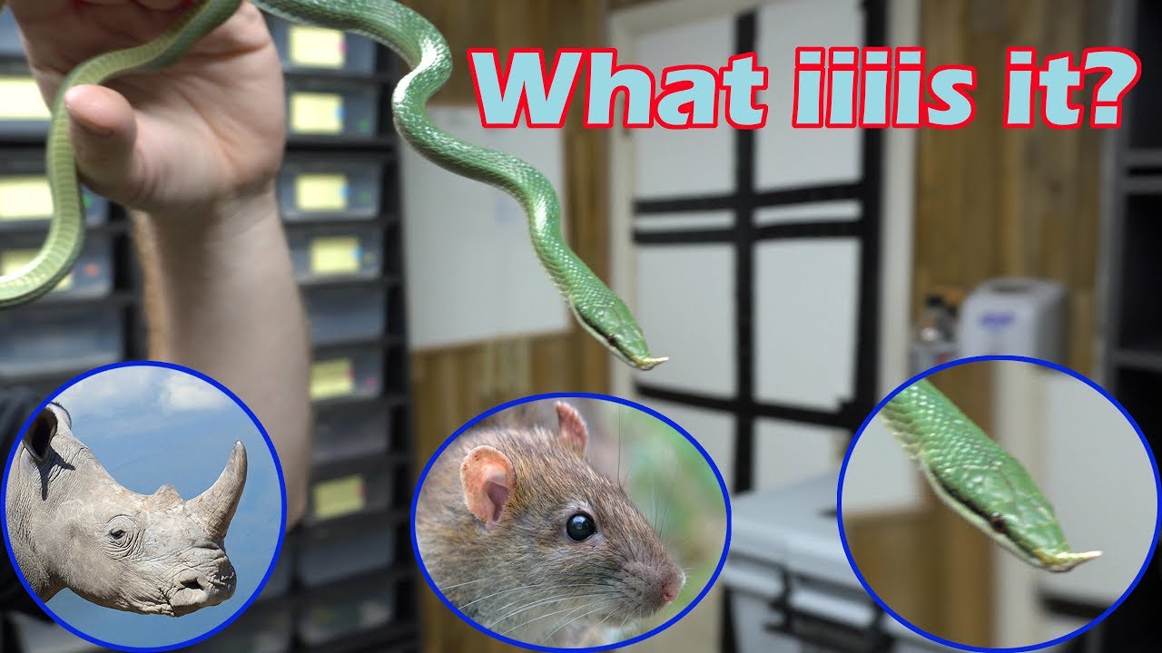 Rhino Rat Snake Care and Husbandry