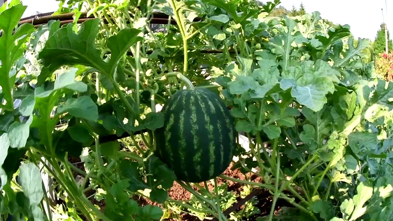 Zelenina, rajčata angrešť