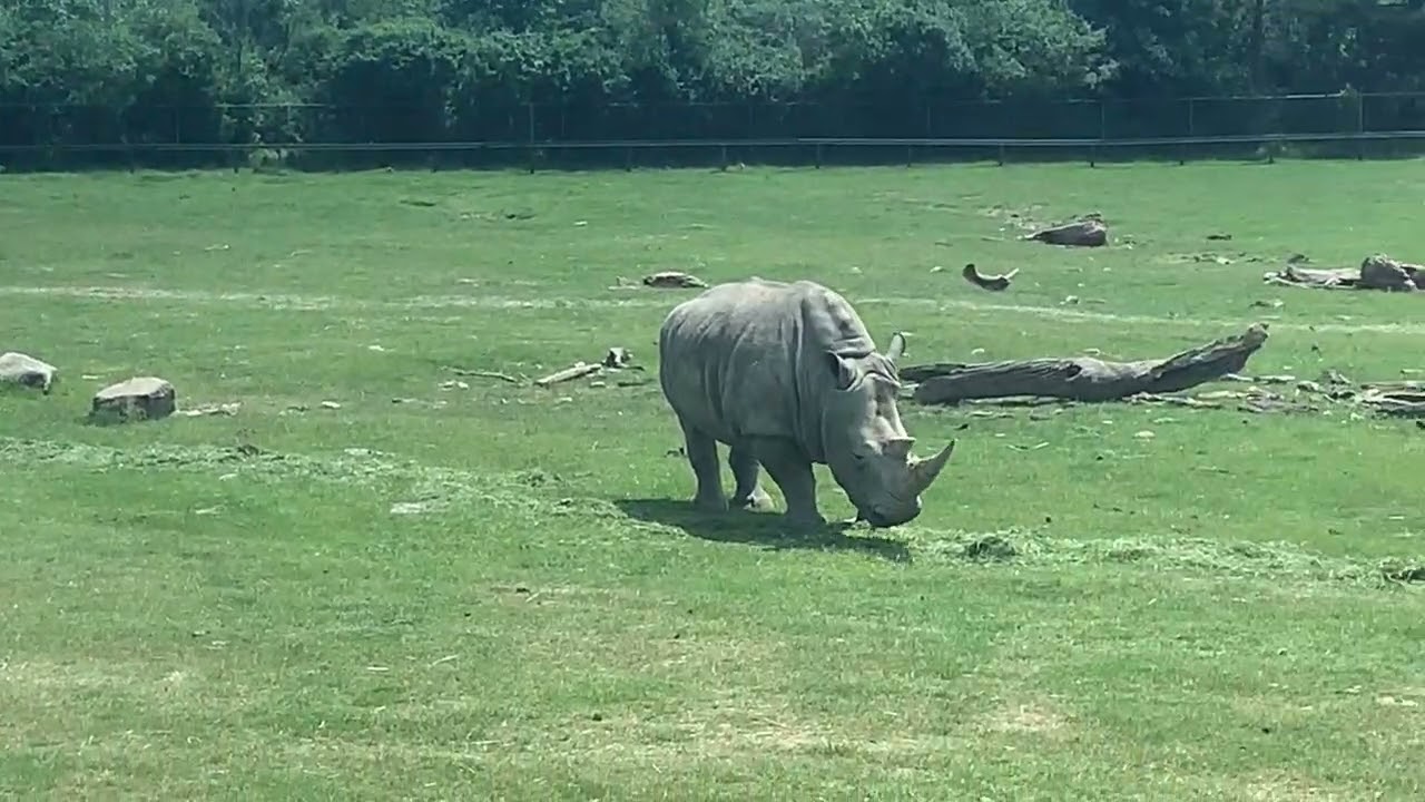 African Lion Safari Summer Tour! 