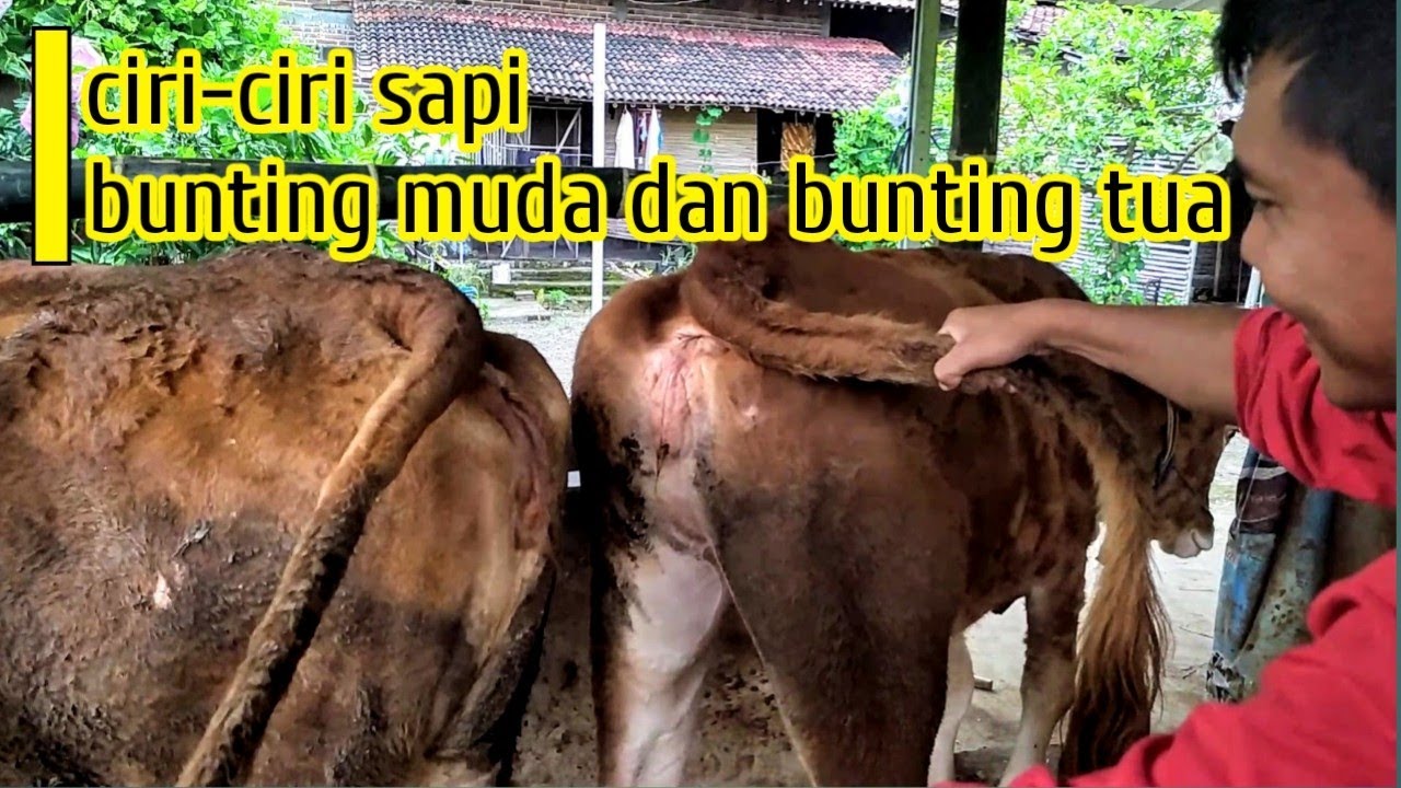 CIRI-CIRI SAPI BUNTING MUDA dan BUNTING TUA #sapibunting #breeding