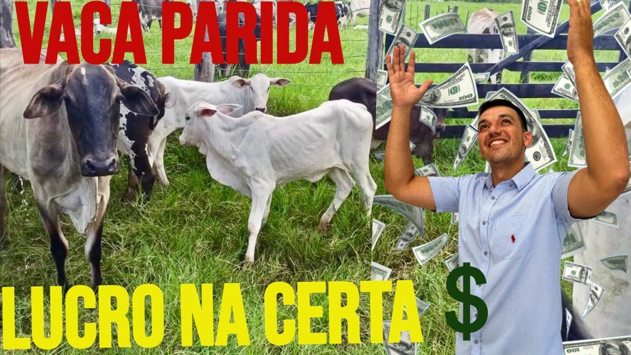 VACA PARIDA, MELHOR OPORTUNIDADE LUCRO NA CERTA, PRE&Ccedil;O E DICAS