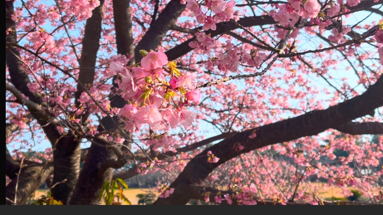 鹿児島市で一期一会｜2月12日 午前9時 ピンクの春がやって来た🌸吉野公園へ （^^) Shot on iPhone12 Pro Max & Cinema P3 Pro