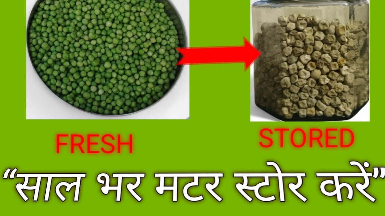 साल भर मटर कैसे स्टोर करें? | Easy Green Peas Storage Method