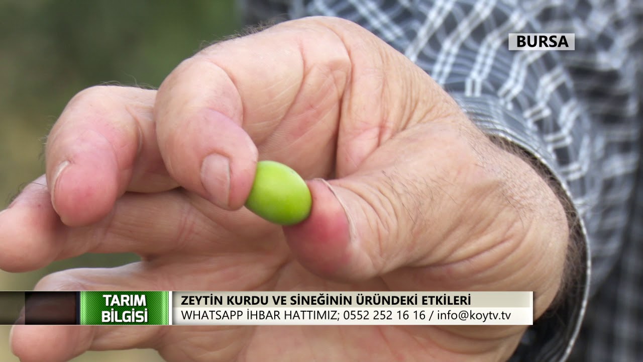 Tarım Bilgisi | ZEYTİN KURDU VE SİNEĞİNİN ÜRÜNDEKİ ETKİLERİ - 1.BÖLÜM