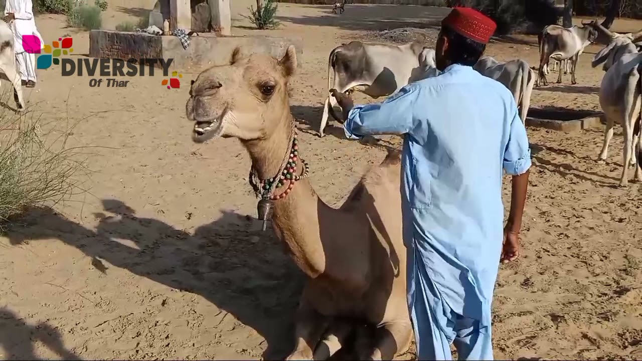 Camel man feeling better with here camel || Camel popular animal of desert || Camel beauty of thar