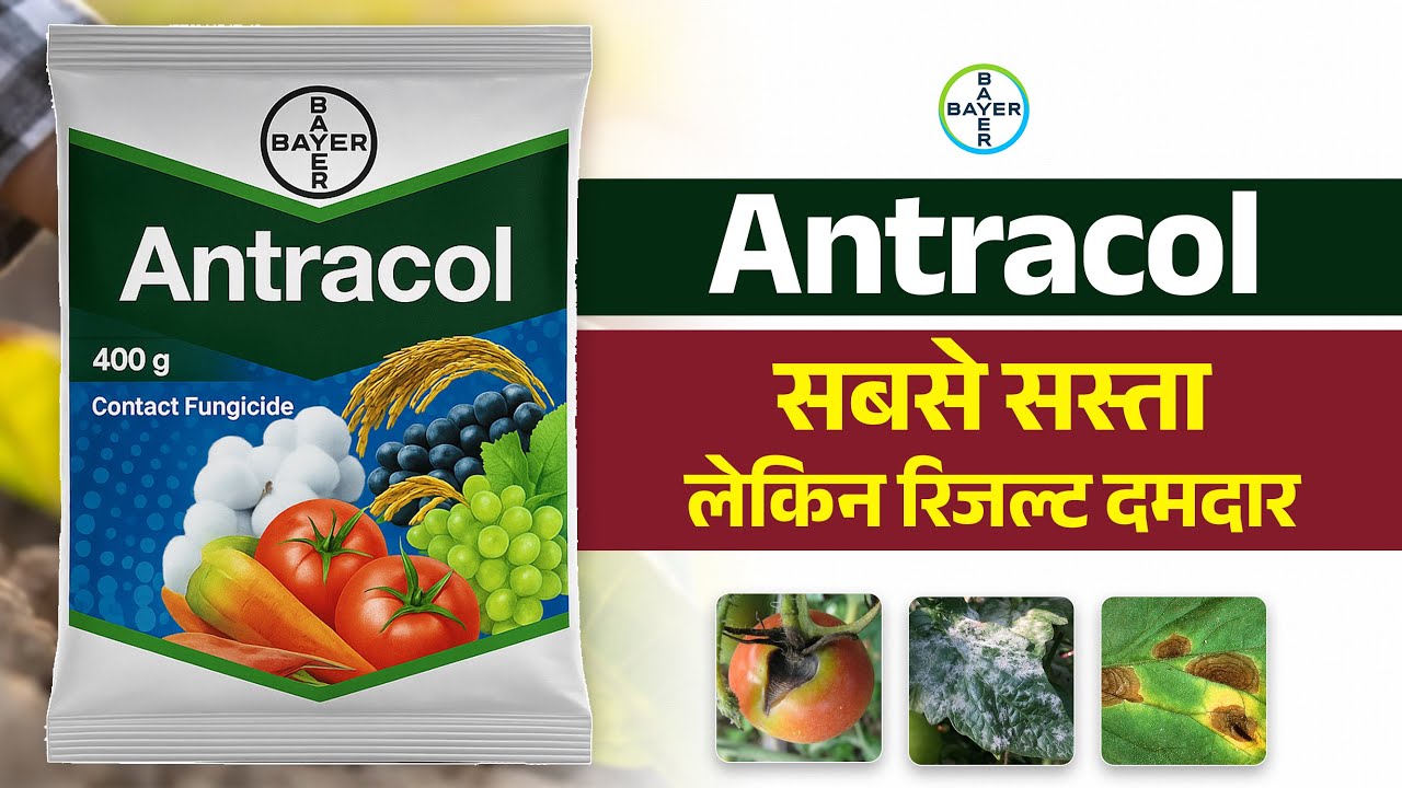 Bayer Antracol Fungicide | एक स्प्रे में रोग का खात्मा | #propineb70% #antracol