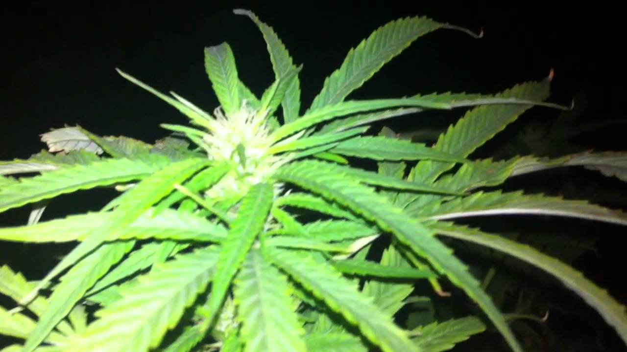 Flowering: Purple Nepal, Ogre Og, Headband Night Shots.