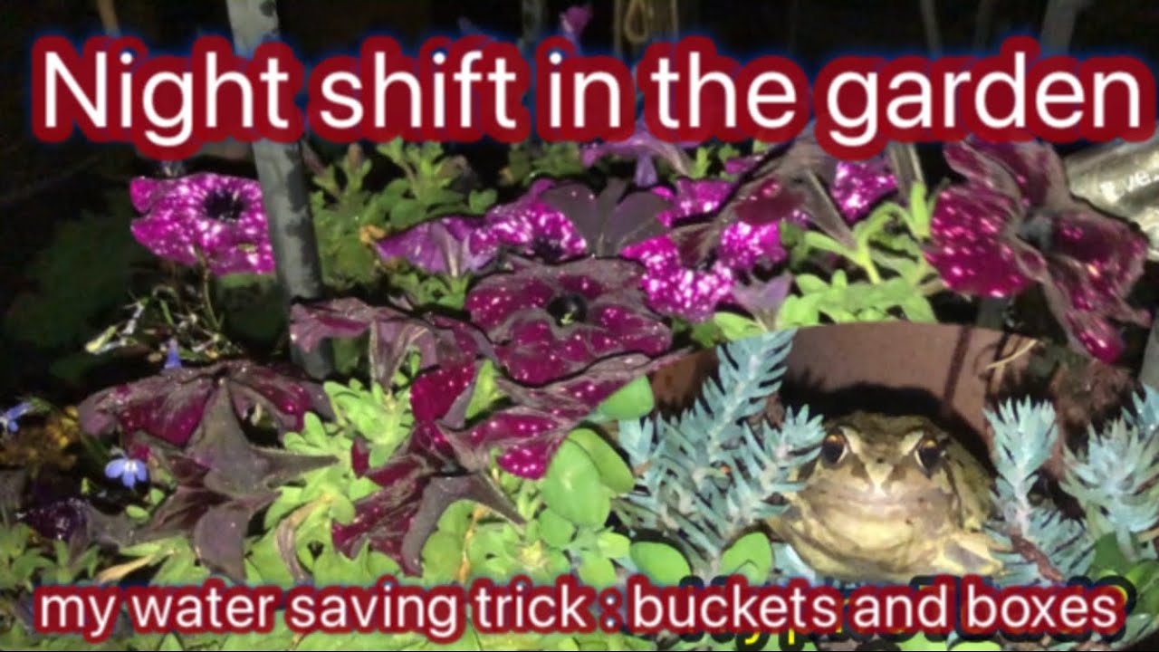 Night time gardening evening relaxation meeting toads natural slug predators