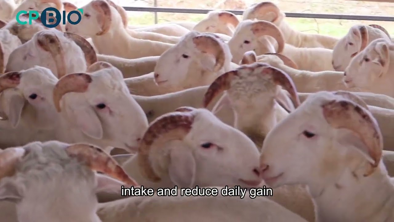 Ad Libitum Feeding Mode for Fattening Sheep.#tiktok #animals #CPBIO