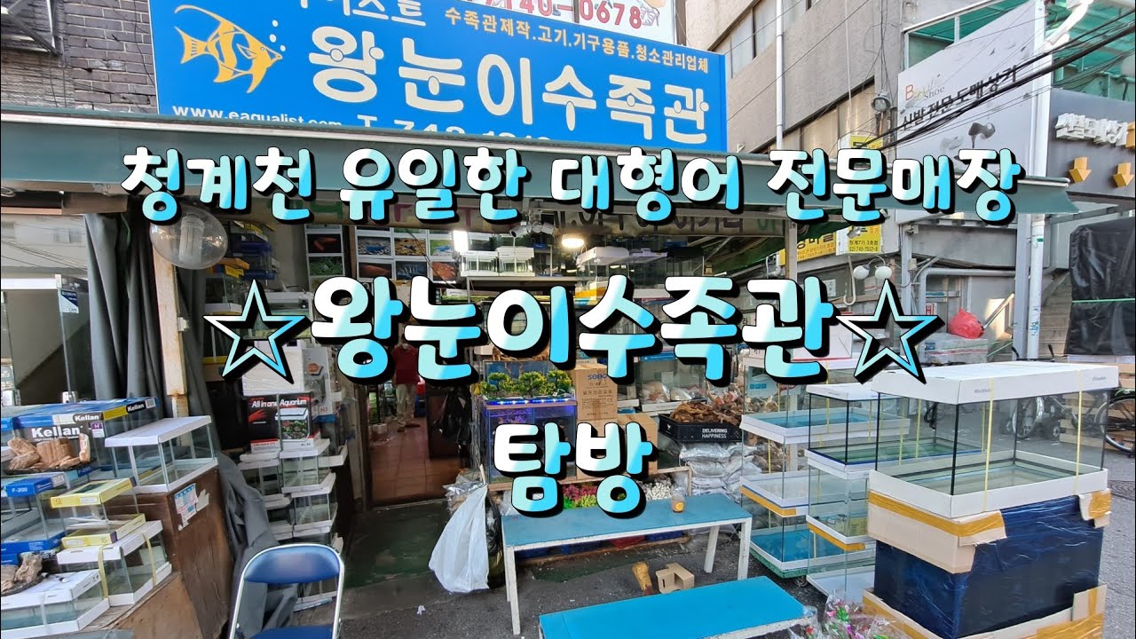 청계천 수족관 탐방(대형어 전문매장 왕눈이 수족관)