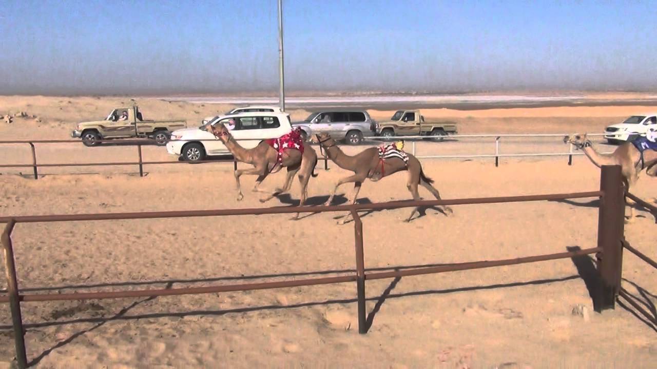 شواشه لـ فلاح سويلم السدري تنتزع شوط البكار الحقايق الرئيسي بالقصيم وتسجل أفضل توقيت 6.10