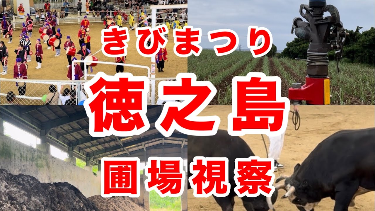 【サトウキビ】2年振り徳之島へ‼︎きびまつりと圃場視察！