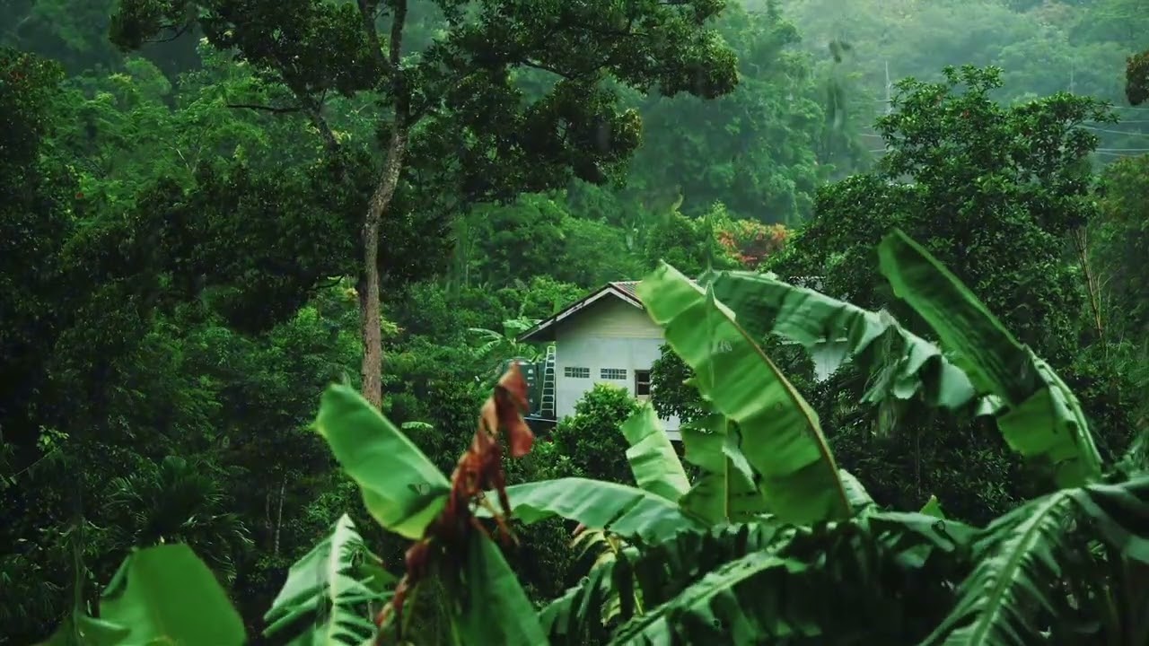 [NO-ADS] Tropical Rainforest Rain Sounds with Birds | Relaxing Nature Ambience for Deep Sleep