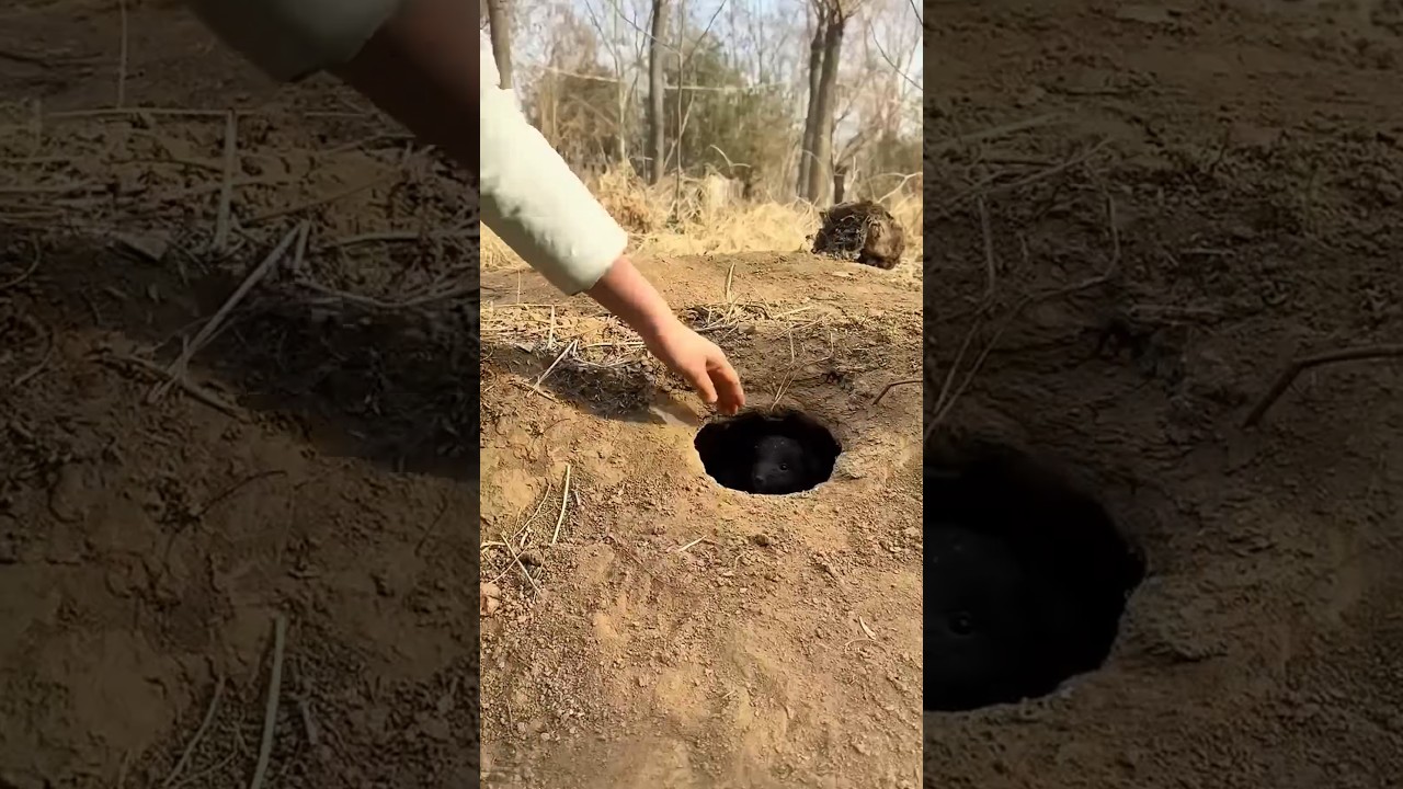 Catch a little local dog, cute pet debut plan, do#baby