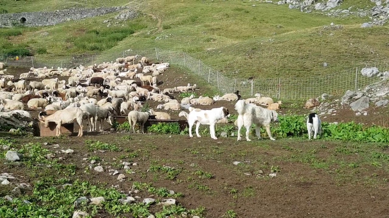 SILKA e ZAMPA sui pascoli della Valle Maira (CN)