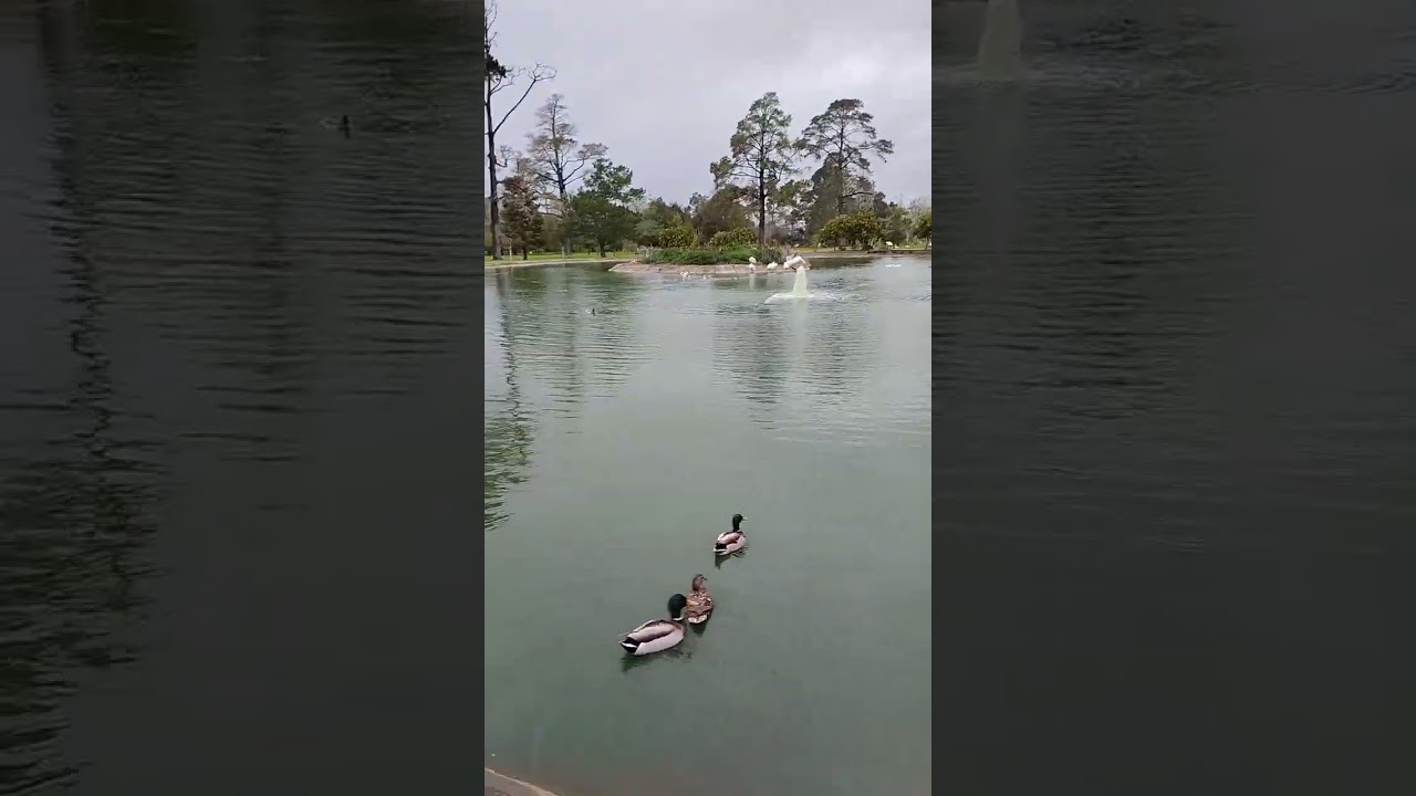 Waller Park in Santa Maria CA 2-17-26