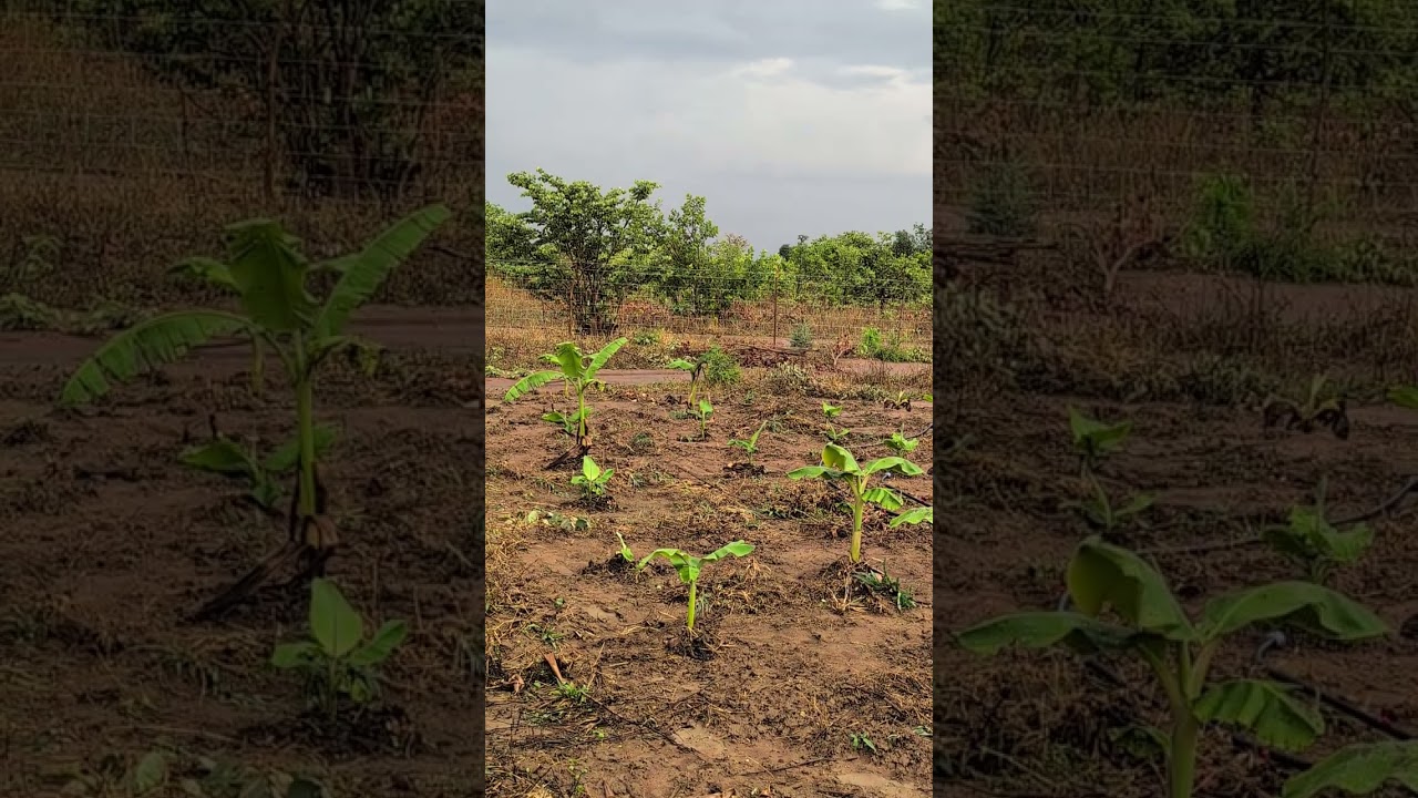 bananas at KRK FARMS 