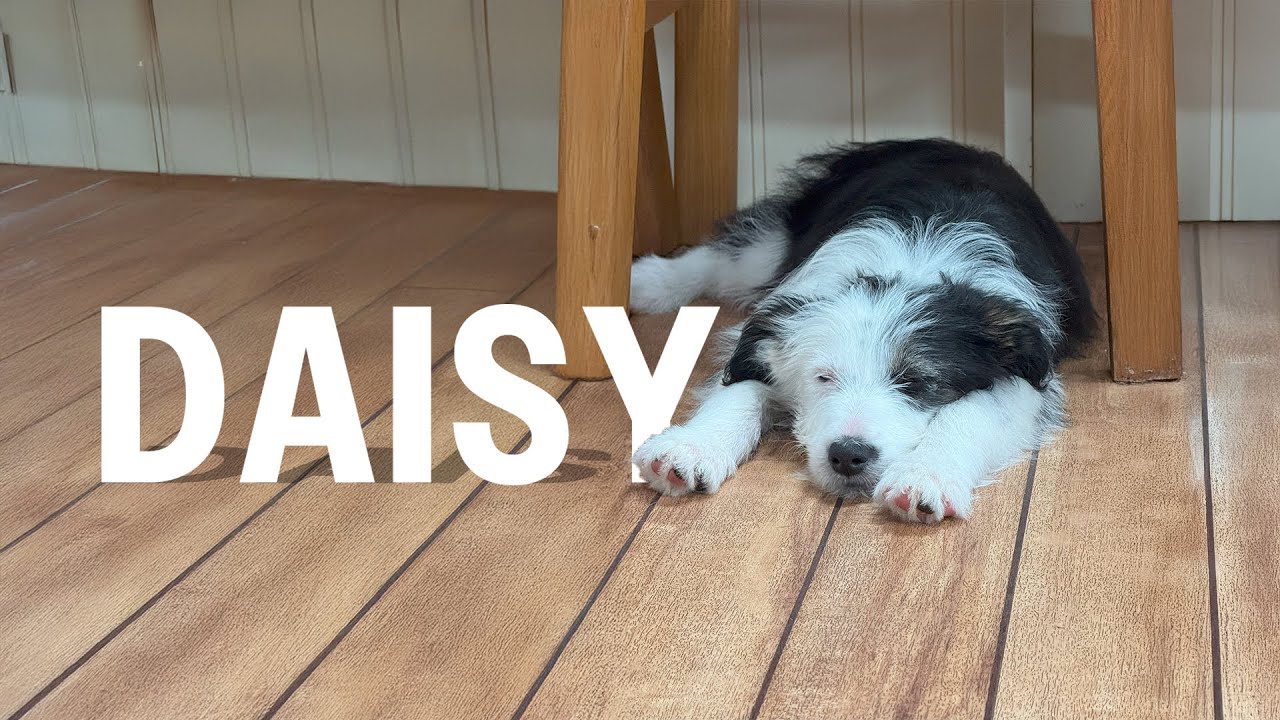 Introducing Our New Pup Daisy!