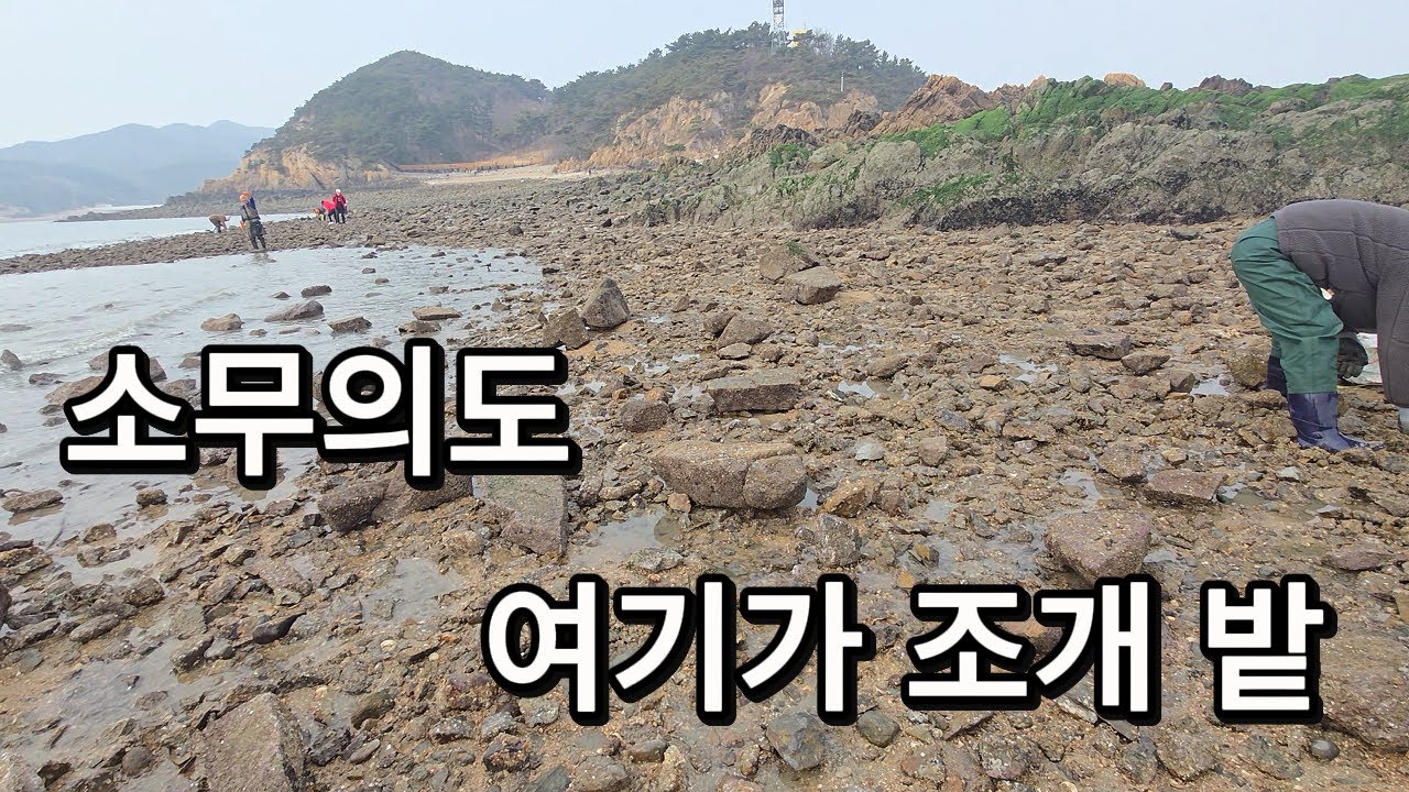 무의도  해루질 조개가 바글바글