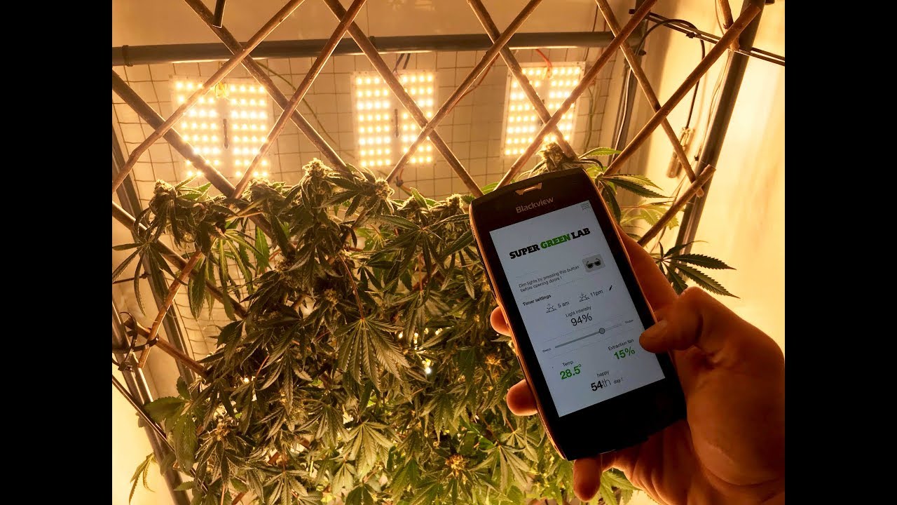 Cheap Closet Grow Room Setup in an Swedish Closet - 1 week before Harvest