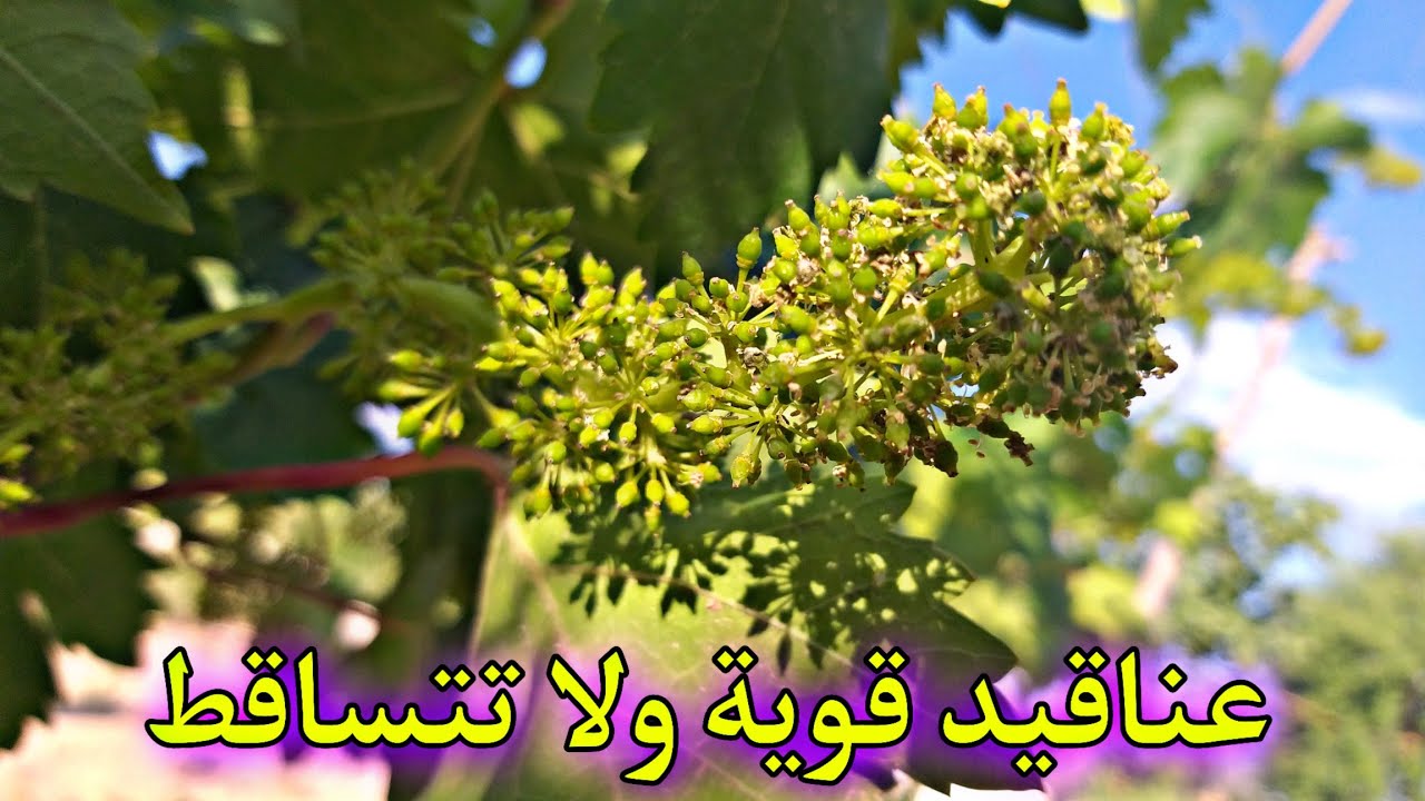 المحافظة على عناقيد العنب من التساقط وتقويتها Preserving grape clusters from falling off