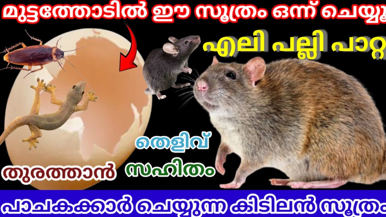 മുട്ടത്തോട് കൊണ്ട് ശല്യക്കാരായ എലി പല്ലി പാറ്റ ഇവയെ ഓടിക്കാൻ കർഷകർ ചെയ്യുന്ന സൂത്രം |viralvideo