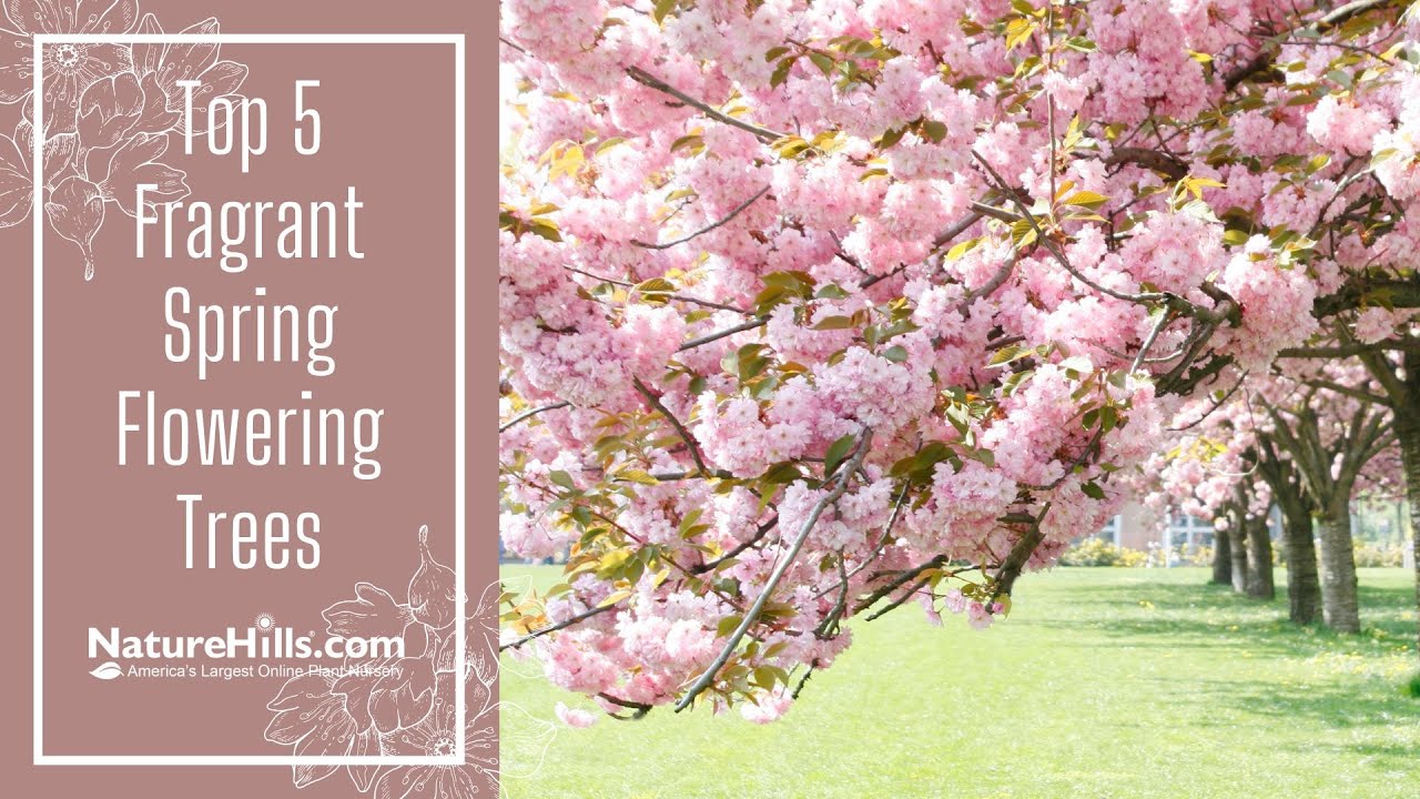 Top 5 Fragrant Spring Flowering Trees | NatureHills.com