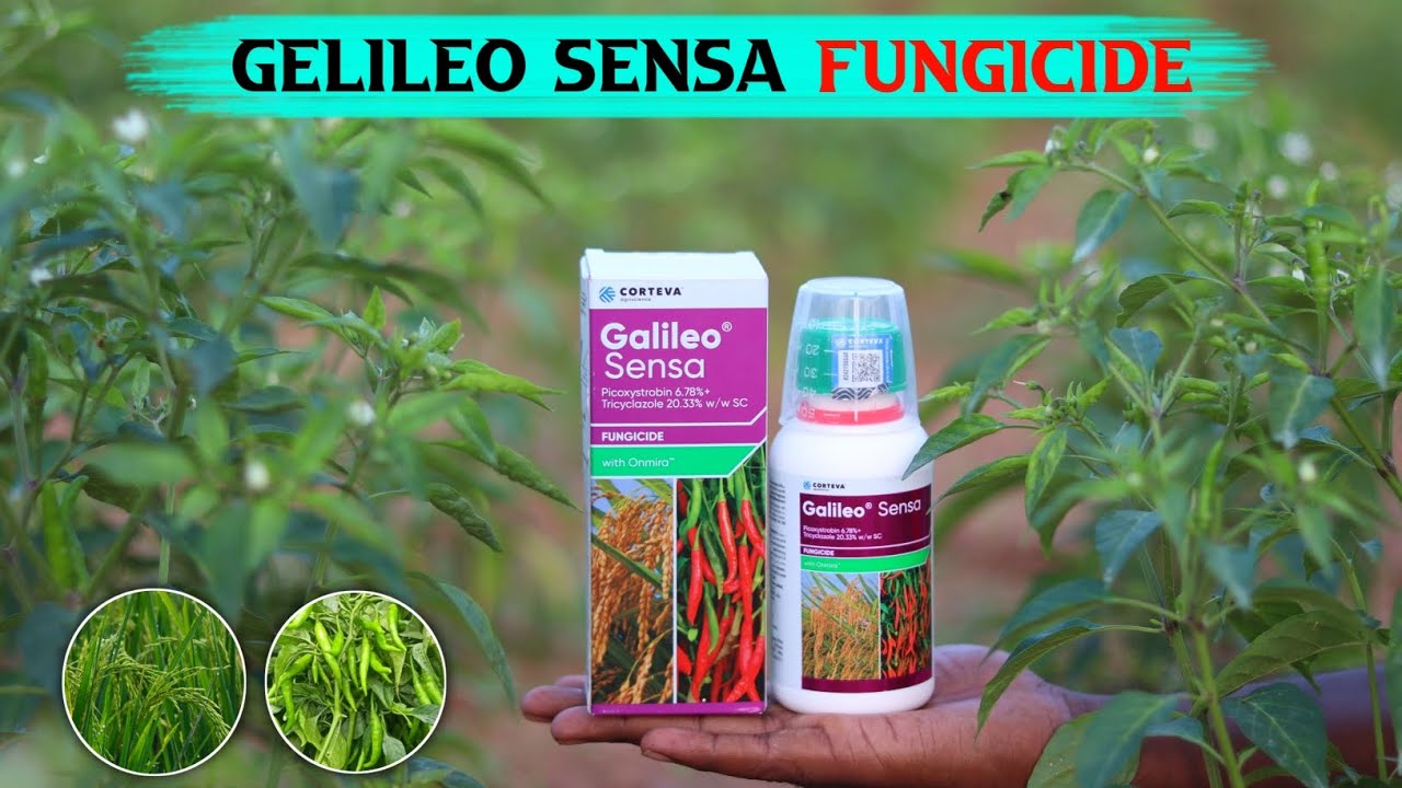 Gelileo Sensa fungicide मिर्च और धान केलिए वरदान हे 🫵