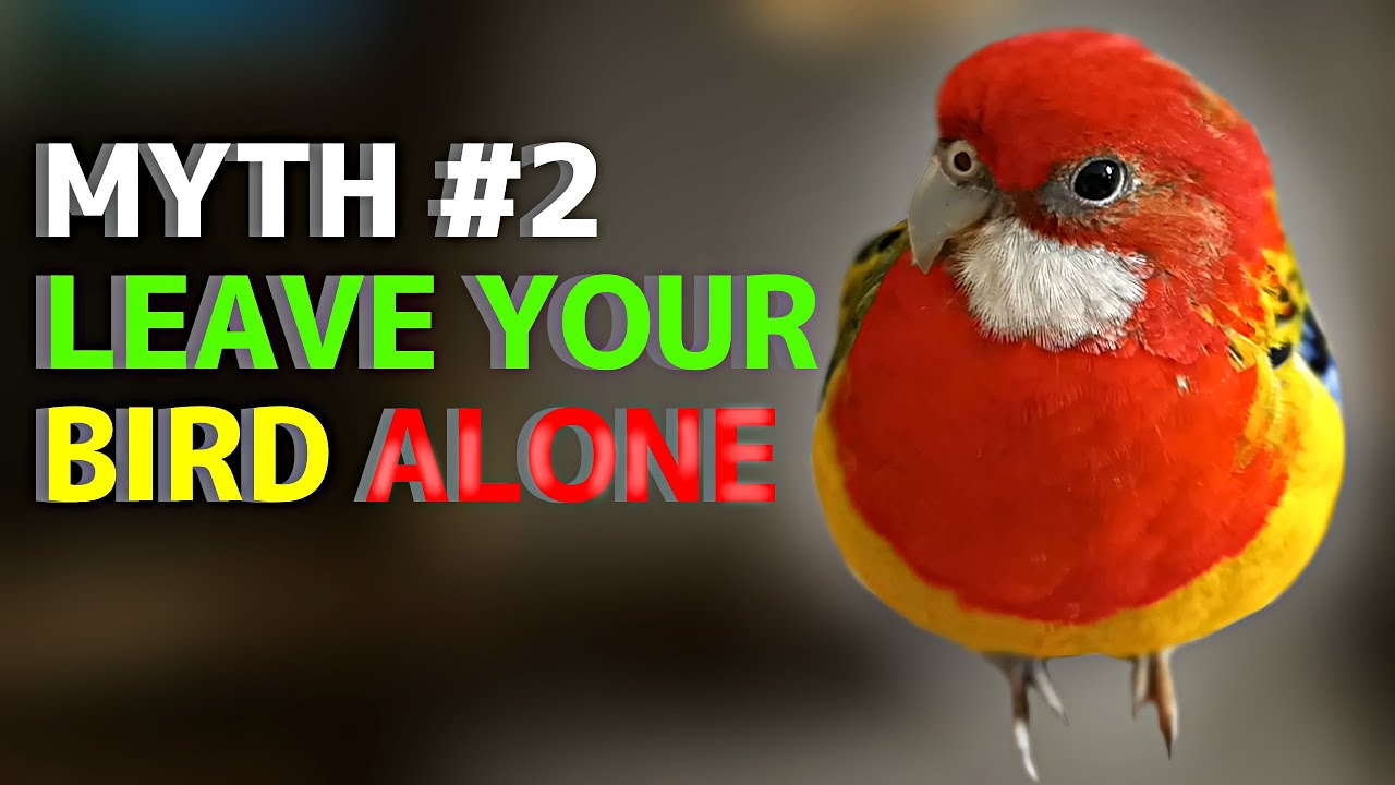 Myths VS Facts about Rosella parrots