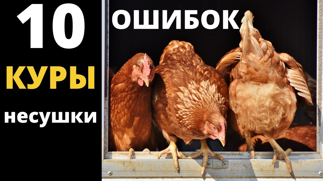 Всё о курах несушках. Как не наделать ошибок.