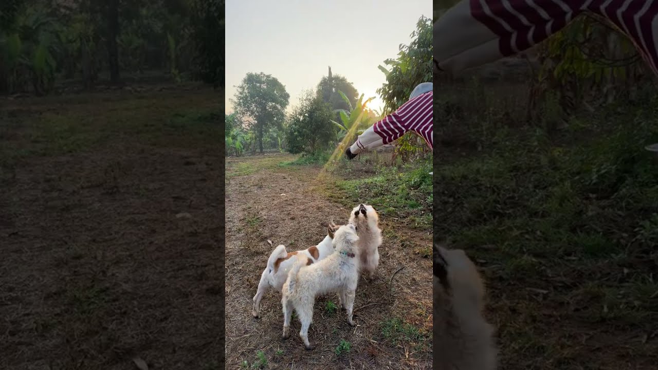 Good Morning Live ☀️ Feeding & Playing with My Lovely Animals ❤️