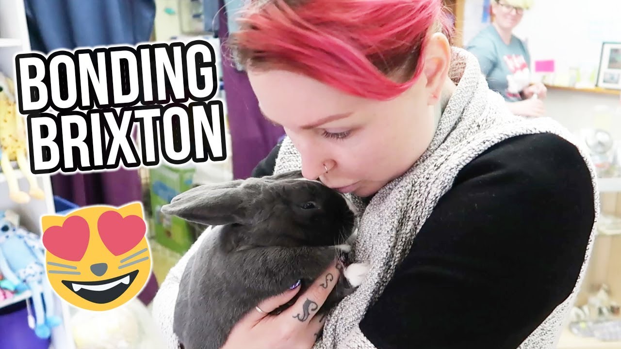 HOW to bond rabbits & what NOT to do