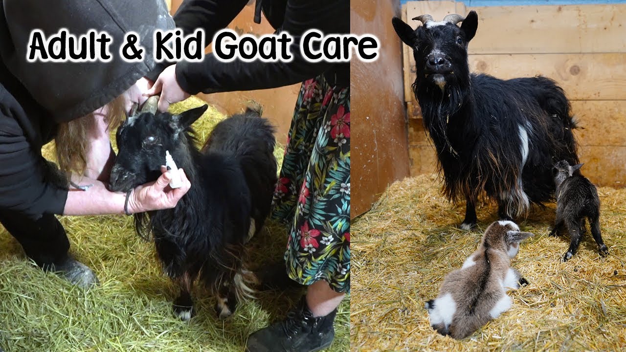Pinkeye in Goats, When to band, Dehorn & Treating for Bugs VLOG #387