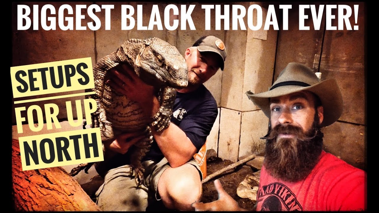 Keeping Huge Monitor Lizards UP NORTH!