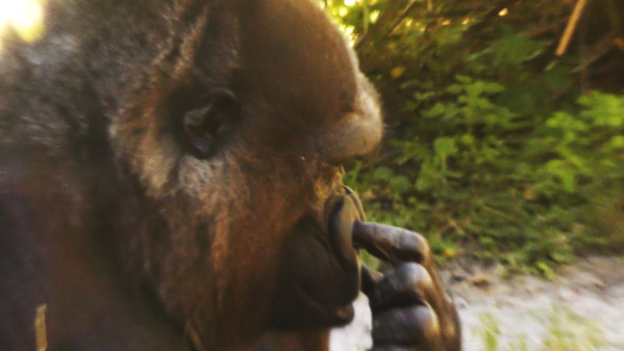 Gorilla Picks Nose FYV